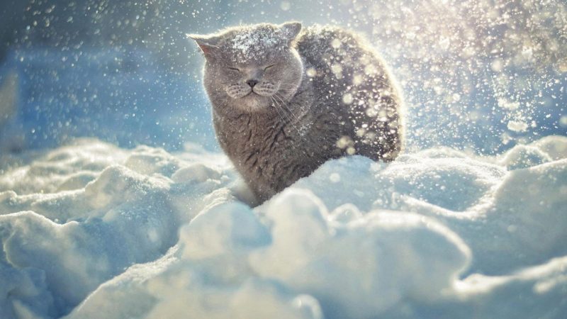 Картинки на рабочий стол с животными