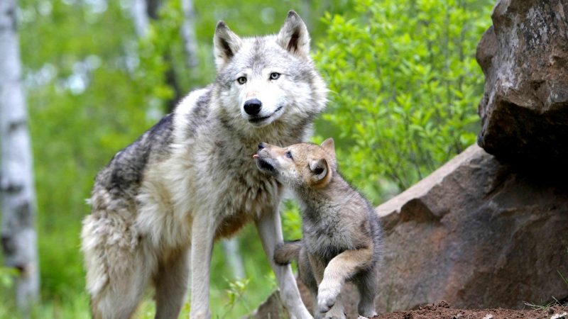 Картинки животных и природы