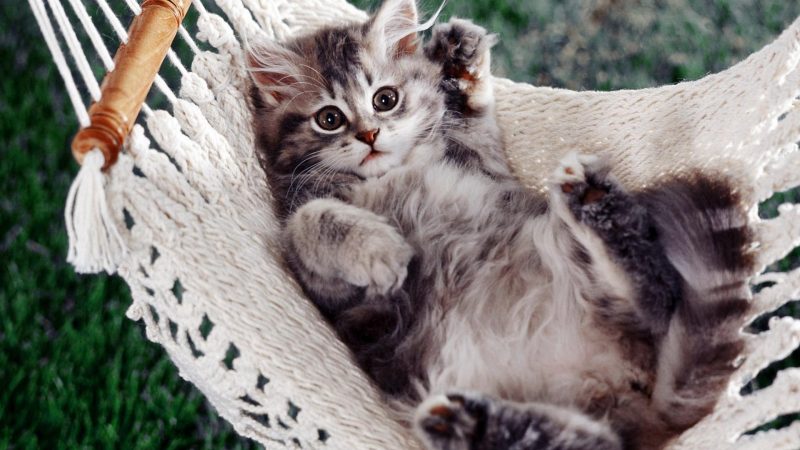 Картинки с животными милыми