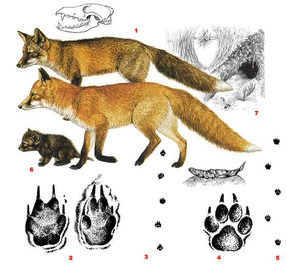 Обучающие картинки "следы животных"