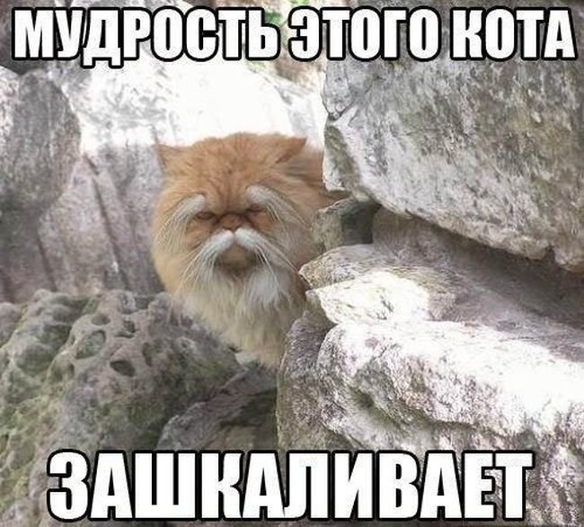 Смешные Коты Фото До Слез С Надписями