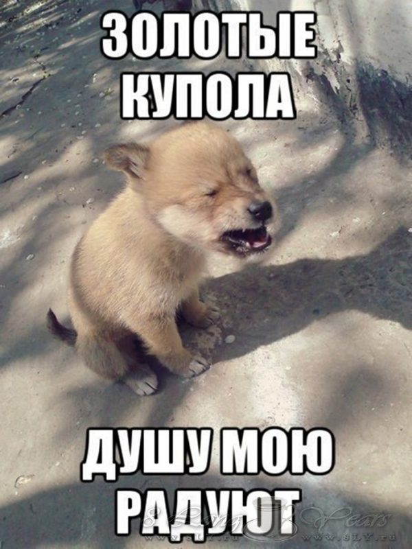 Картинки с животными прикольные с надписями