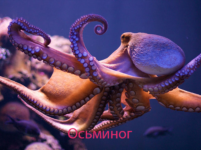 Морские животные - картинки с названиями