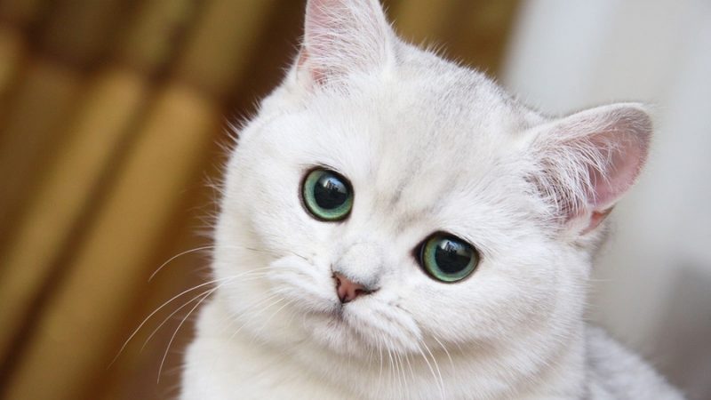 Картинки с животными милыми