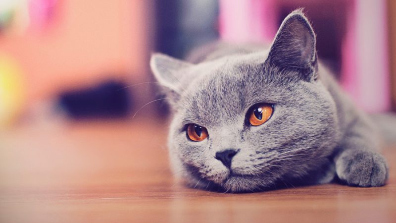 Картинки с животными милыми