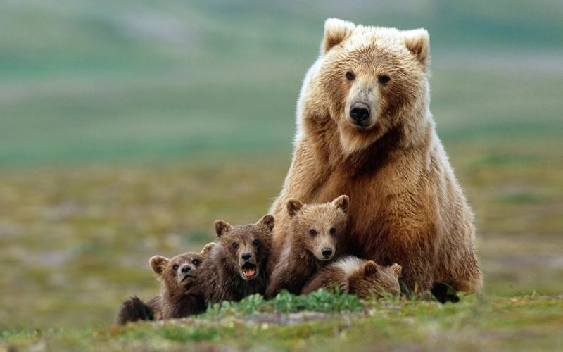 Картинки с животными милыми