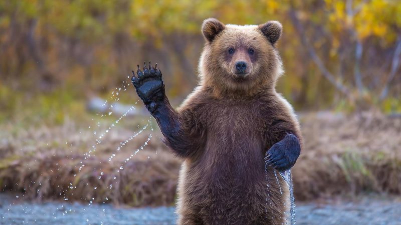 Картинки с животными