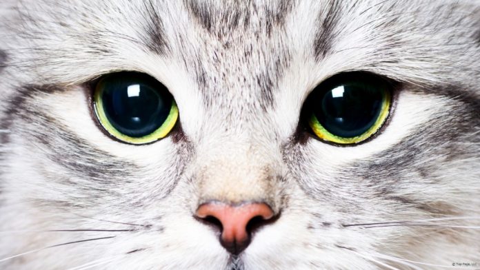 Animal_01 (1)