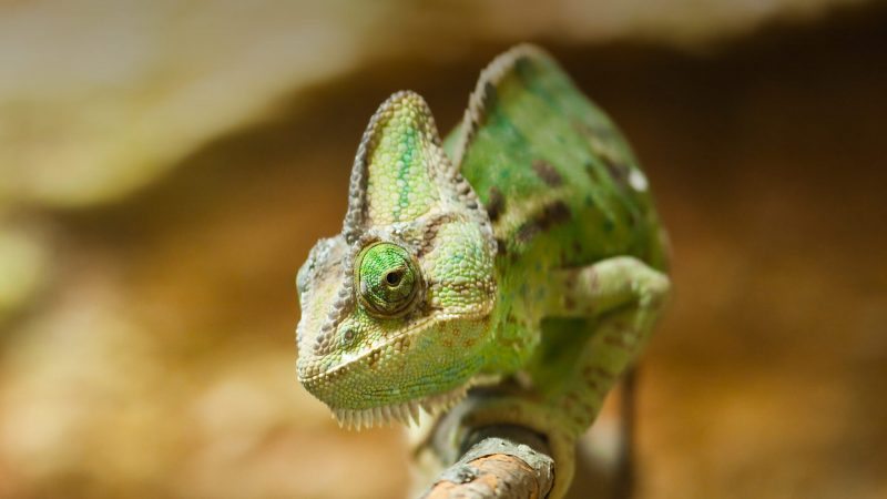 Красивые картинки животных