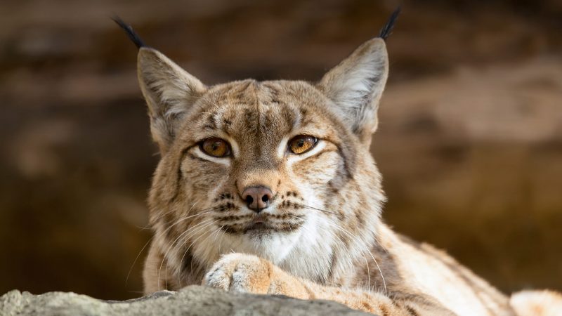 Картинки о животных