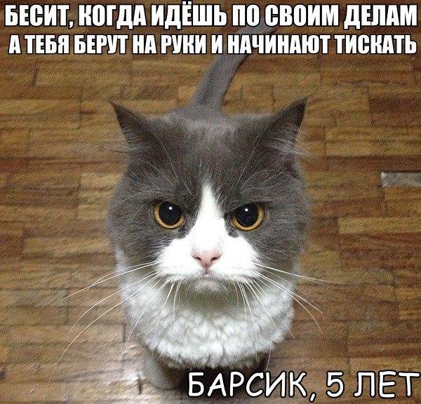 Картинки про животных смешные Смешные, котами, first, appeared, смешные, животных, Картинки, животнымиThe, другими, многими, собаками, прикольных, картинки, Подборка, надписями2, приколы, деньФото, целый, настроение, поднимут