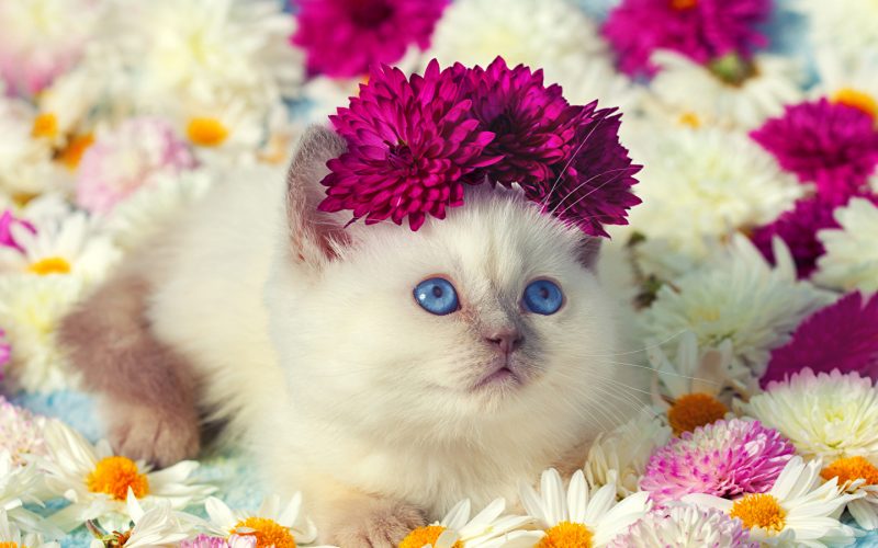 Картинки о животных
