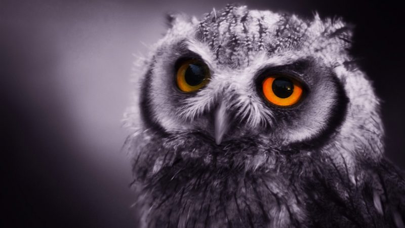 Картинки с животными милыми