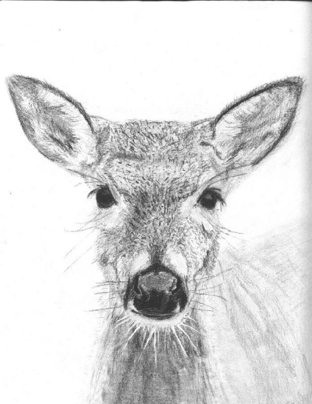 Картинки животных, нарисованных карандашом