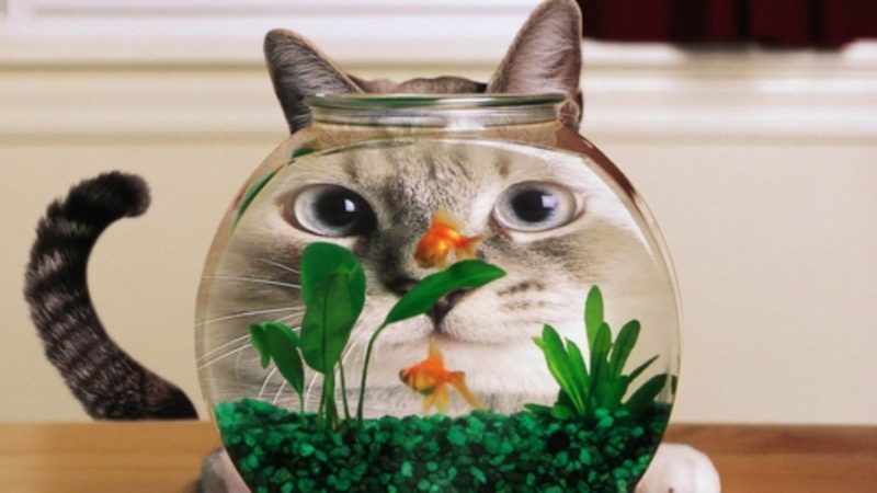 Картинки с животными