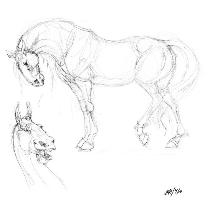 horse_sketches_by_chalicothere