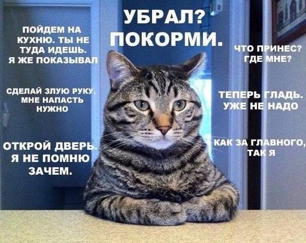 Картинки про животных смешные Смешные, котами, first, appeared, смешные, животных, Картинки, животнымиThe, другими, многими, собаками, прикольных, картинки, Подборка, надписями2, приколы, деньФото, целый, настроение, поднимут