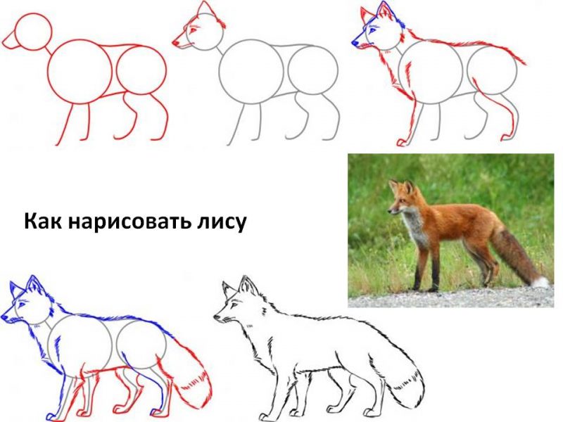 Картинки животных, нарисованных карандашом