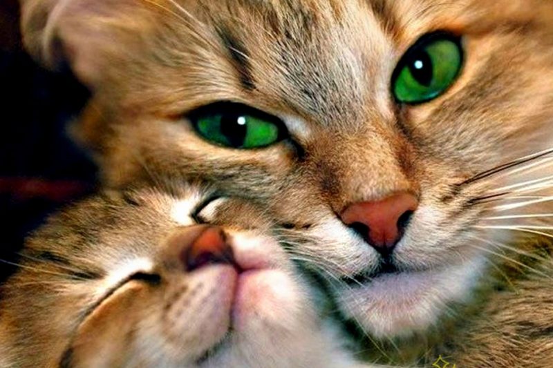 Картинки с животными милыми