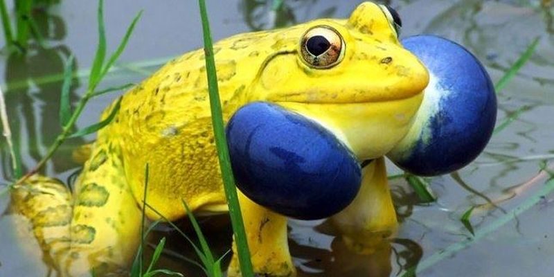 Картинки необычных животных