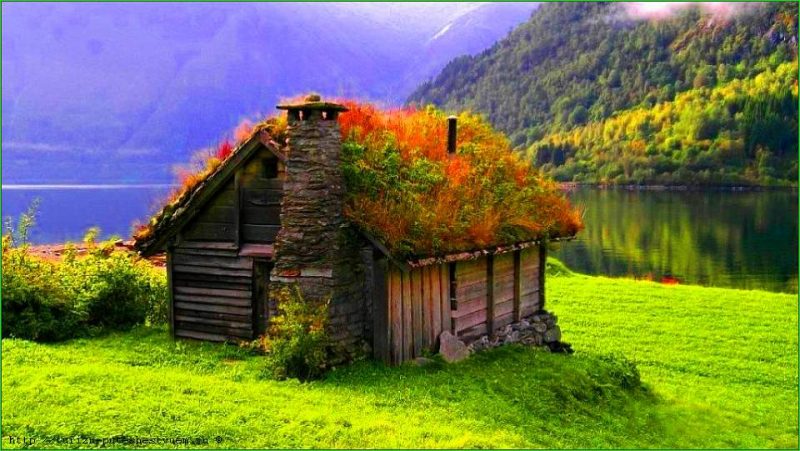 Картинки животных и природы