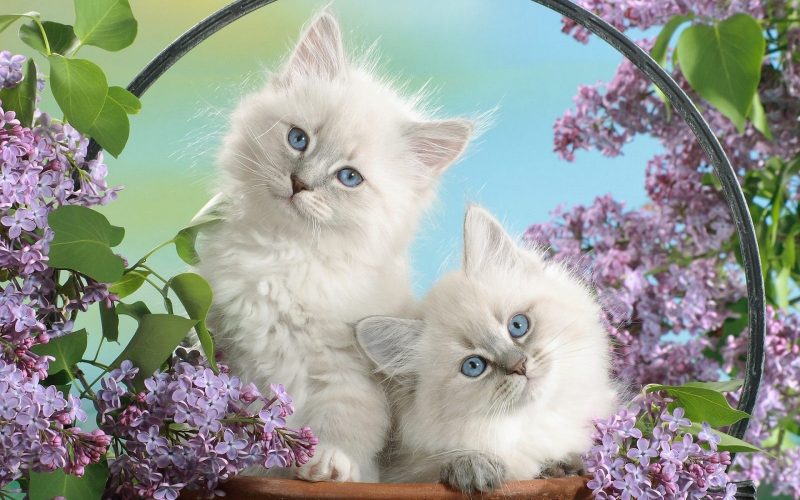Красивые картинки животных