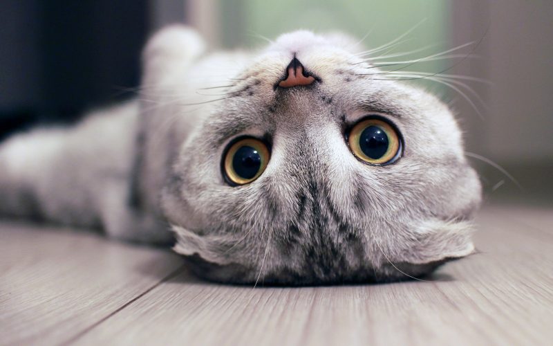Картинки на рабочий стол с животными