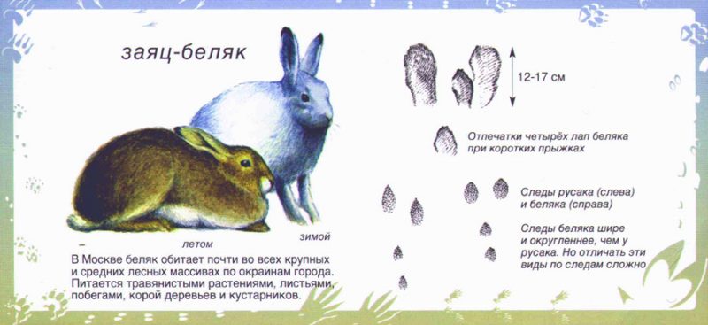 Картинки для детей "следы животных"
