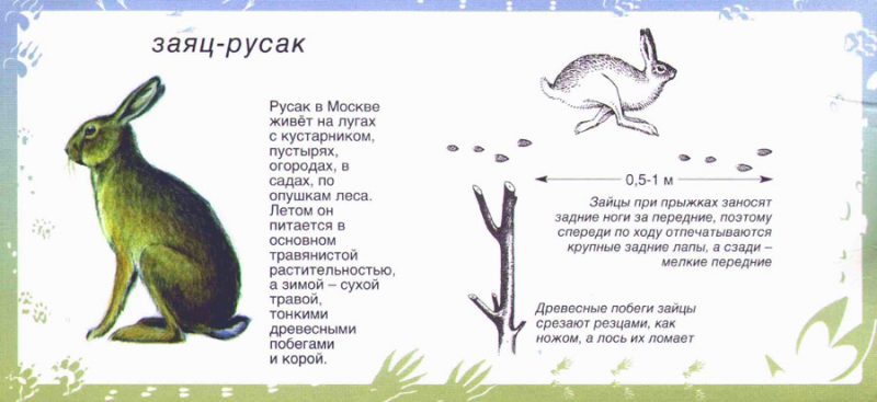 Картинки для детей "следы животных"