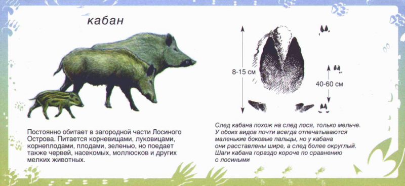 Картинки для детей "следы животных"