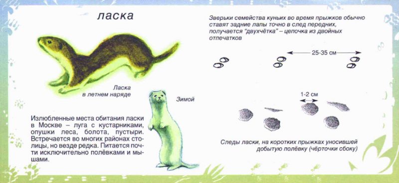 Картинки для детей "следы животных"
