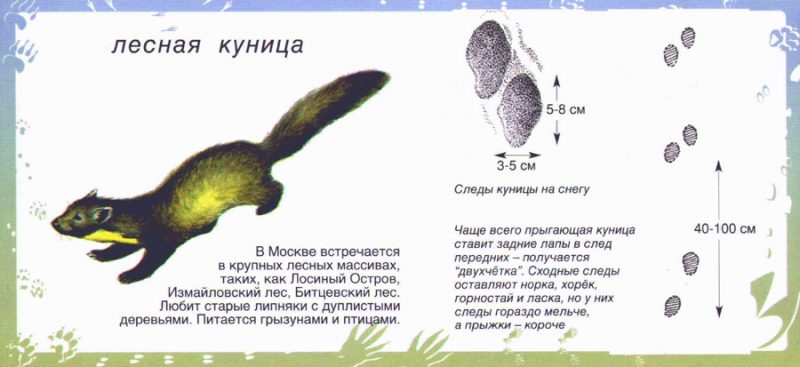 Картинки для детей "следы животных"