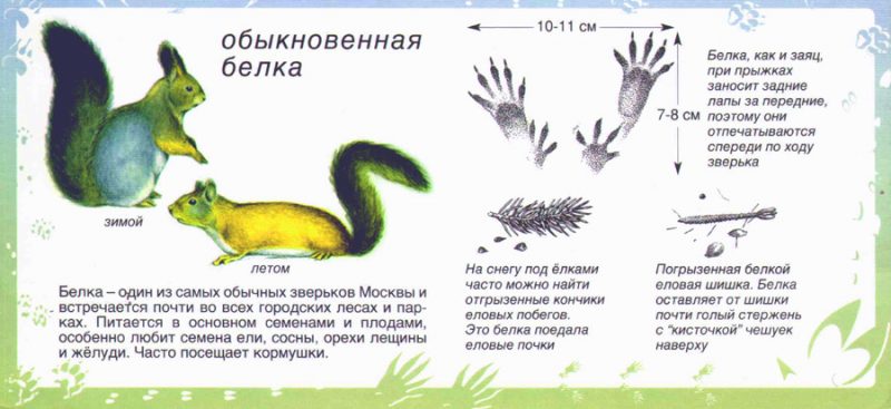 Картинки для детей "следы животных"