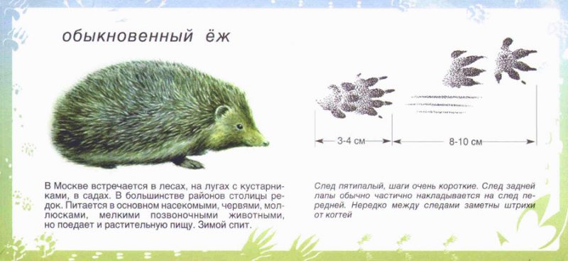 Картинки для детей "следы животных"