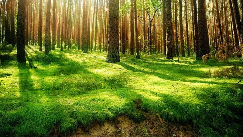 Картинки животных и природы