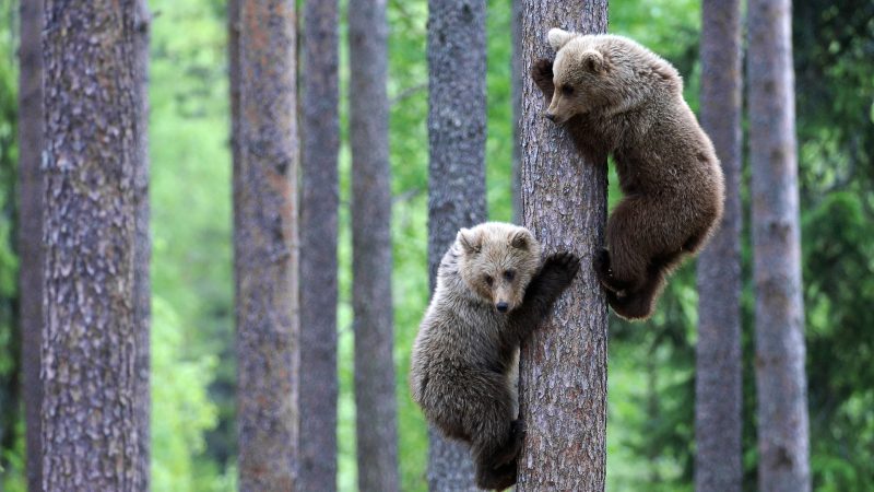 Красивые картинки животных