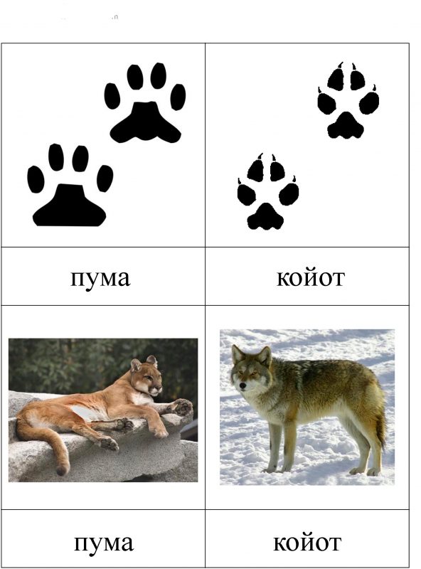 Картинки для детей "следы животных"