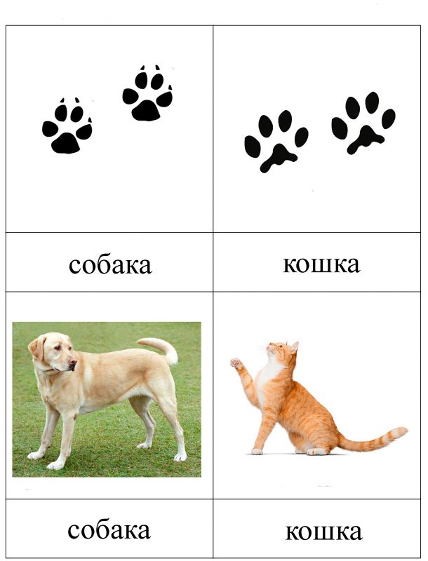 Картинки для детей "следы животных"