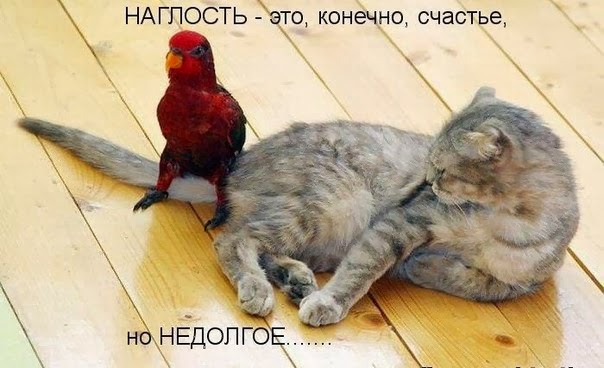 Картинки про животных смешные Смешные, котами, first, appeared, смешные, животных, Картинки, животнымиThe, другими, многими, собаками, прикольных, картинки, Подборка, надписями2, приколы, деньФото, целый, настроение, поднимут