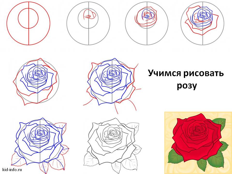 Как поэтапно рисовать цветы карандашом поэтапно