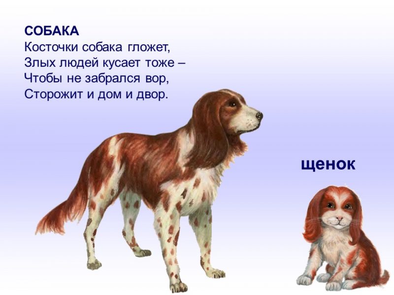 Картинки домашних животных и их детенышей