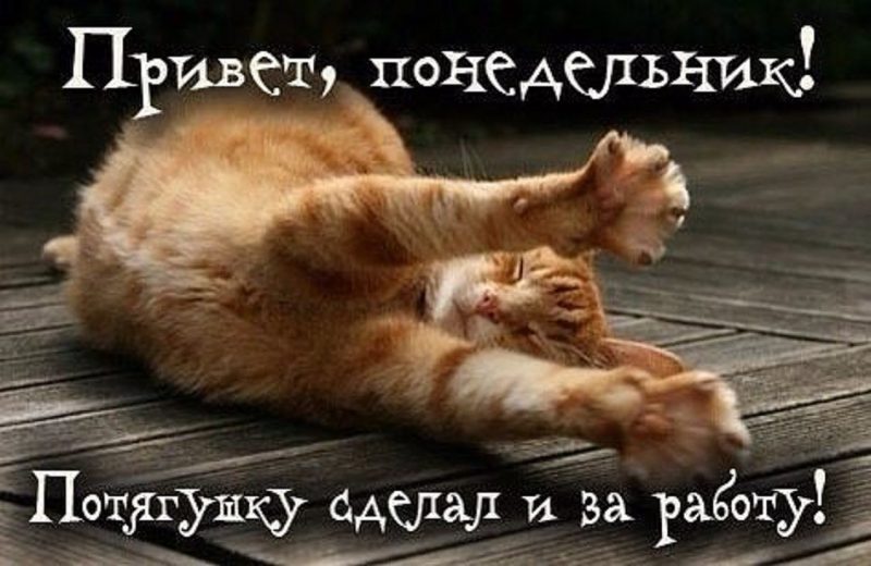 Картинки с животными "доброе утро"