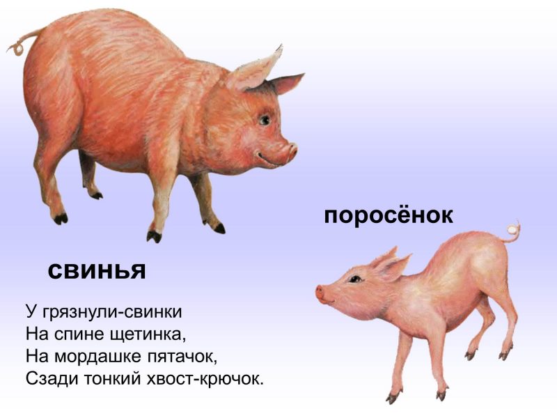 Картинки домашних животных и их детенышей