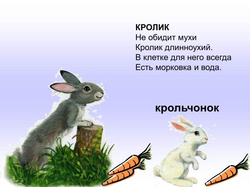 Картинки домашних животных и их детенышей