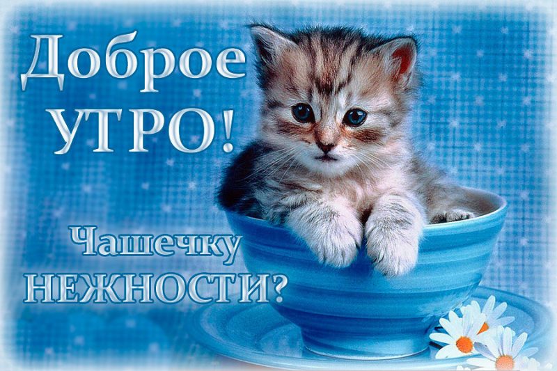 Картинки с животными "доброе утро"