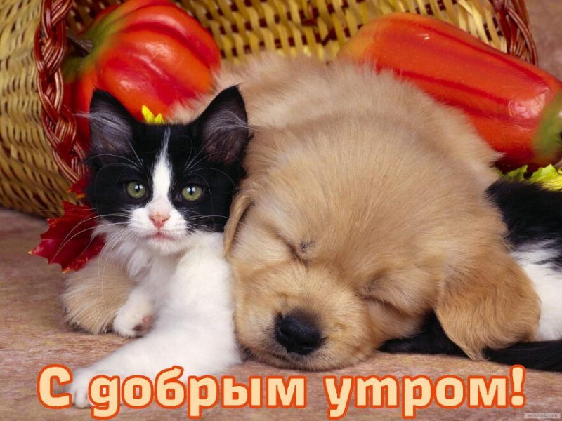 Картинки с животными "доброе утро"