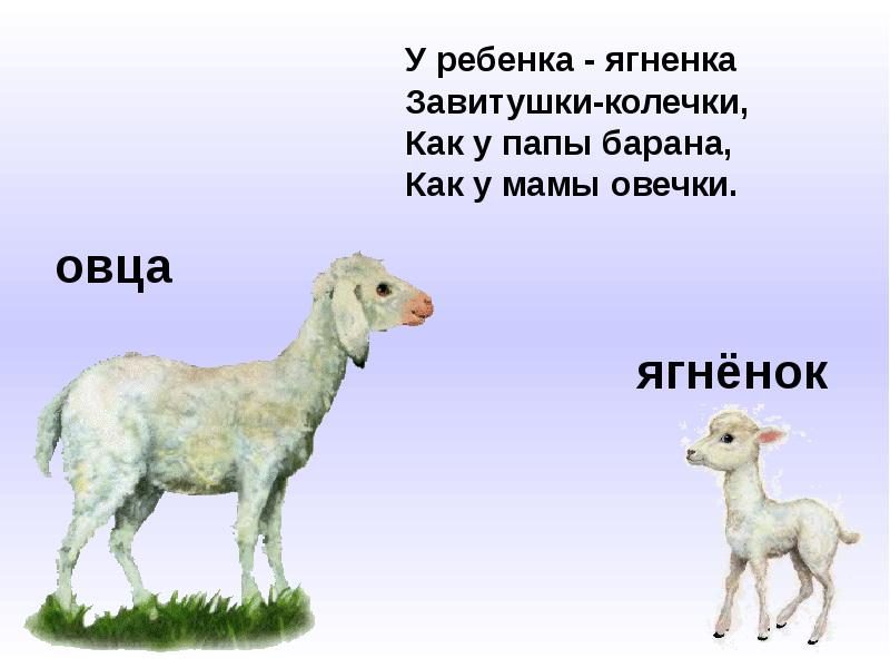 Картинки домашних животных и их детенышей