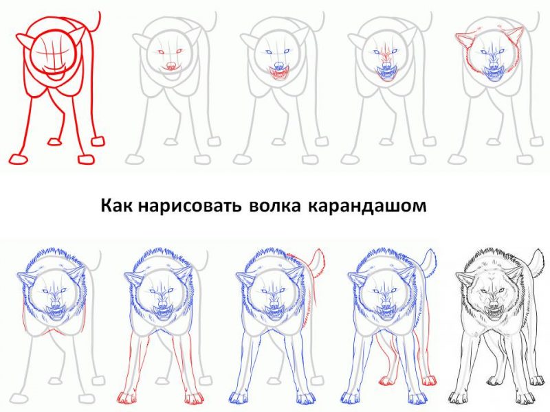 Как рисовать животных поэтапно