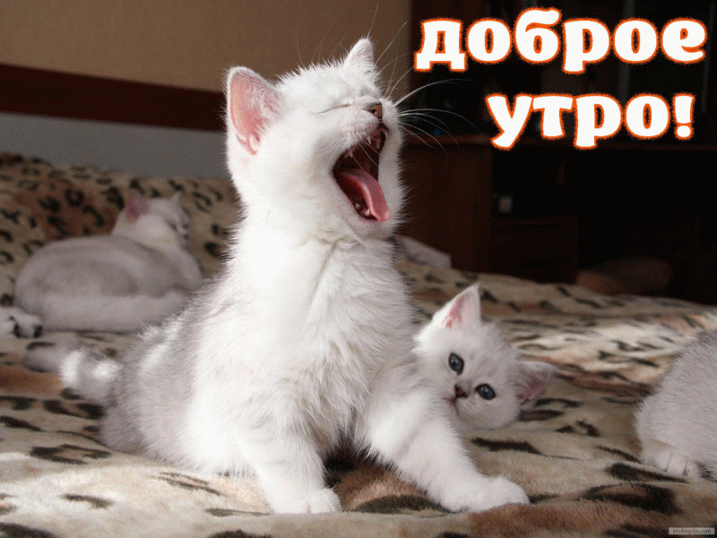 Картинки с животными "доброе утро"