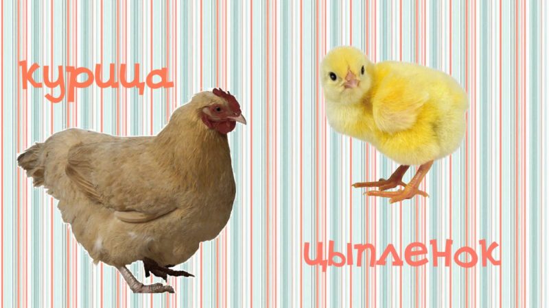 Картинки домашних животных и их детенышей